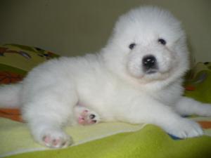 Прикачена снимка