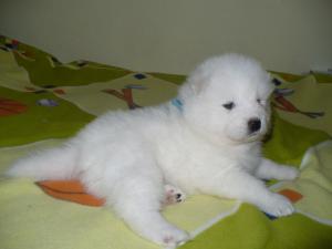 Прикачена снимка