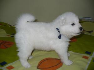 Прикачена снимка