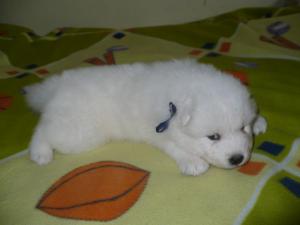 Прикачена снимка