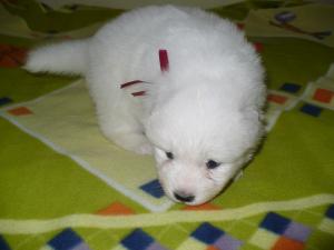 Прикачена снимка