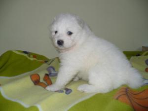 Прикачена снимка