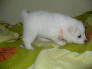 Прикачена снимка