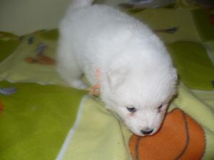 Прикачена снимка