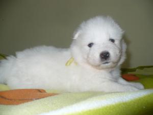 Прикачена снимка