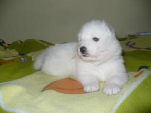 Прикачена снимка