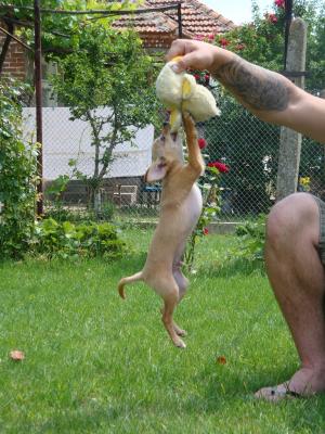 Прикачена снимка