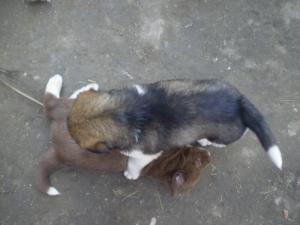 Прикачена снимка