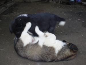 Прикачена снимка