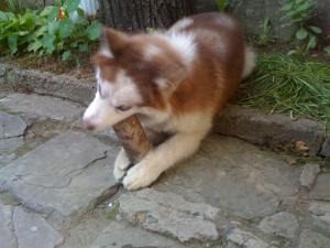 Прикачена снимка