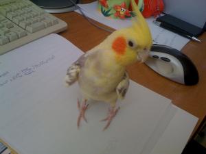 Прикачена снимка