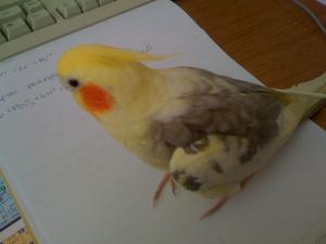Прикачена снимка