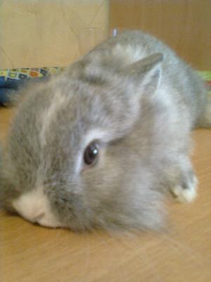 Прикачена снимка