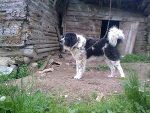 Прикачена снимка