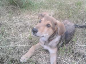 Прикачена снимка