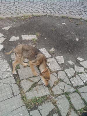Прикачена снимка