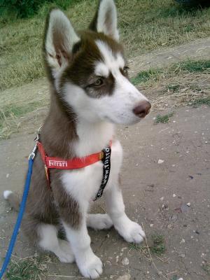 Прикачена снимка
