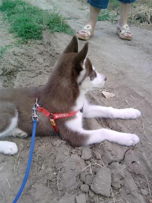 Прикачена снимка
