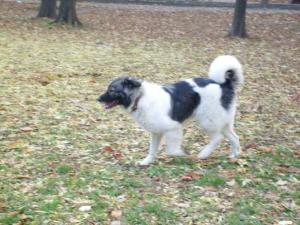 Прикачена снимка