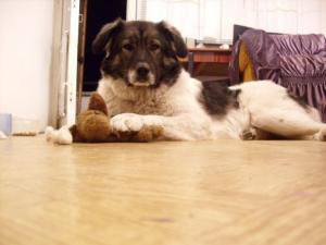 Прикачена снимка