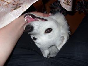 Прикачена снимка