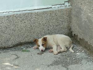 Прикачена снимка