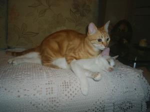 Прикачена снимка