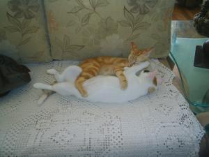 Прикачена снимка