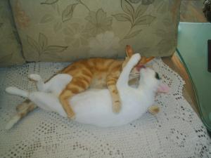Прикачена снимка