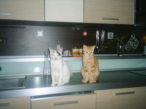 Прикачена снимка