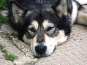 Прикачена снимка