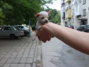 Прикачена снимка