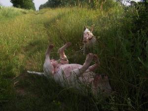Прикачена снимка