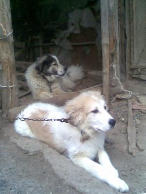 Прикачена снимка