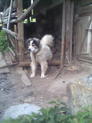 Прикачена снимка