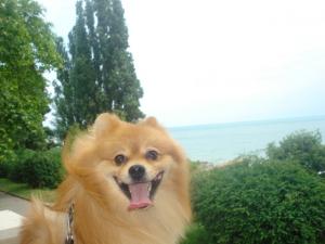 Прикачена снимка