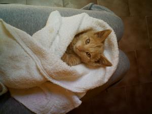 Прикачена снимка