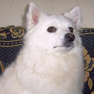 Прикачена снимка