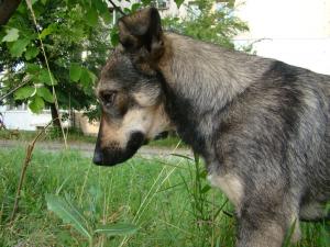Прикачена снимка