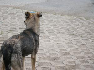 Прикачена снимка