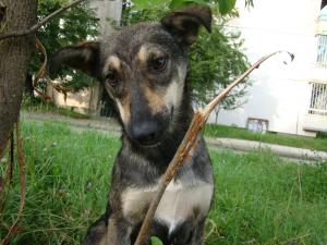 Прикачена снимка