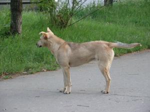 Прикачена снимка