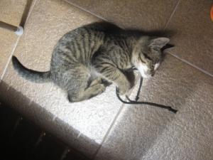 Прикачена снимка