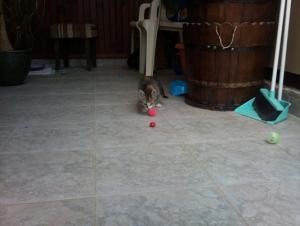 Прикачена снимка