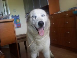 Прикачена снимка