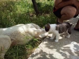 Прикачена снимка