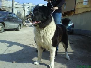 Прикачена снимка
