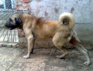 Прикачена снимка