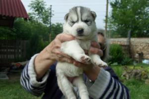 Прикачена снимка