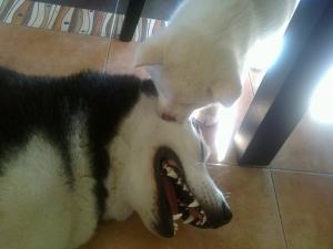 Прикачена снимка